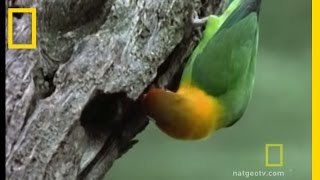 Lovebirds  National Geographic [upl. by Rehc]