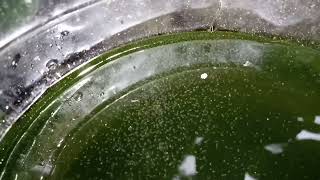 DAPHNIA MOINA CULTURE IN A SMALL BUCKET [upl. by Adnilev992]