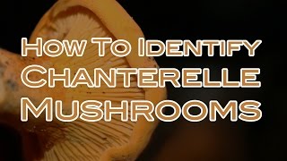 How To Identify Chanterelle Mushrooms [upl. by Esorrebma]