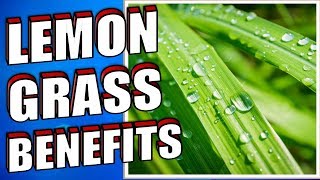 13 Health Benefits of Lemongrass YOU NEED TO KNOW [upl. by Corwun]