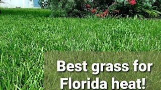 Best grass for Florida [upl. by Ainegue971]