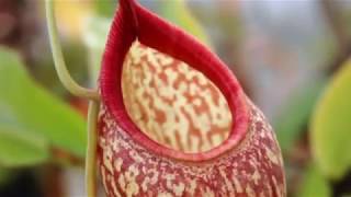 All About Nepenthes Repotting care culture and fun facts [upl. by Giarc260]