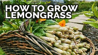 How to Grow Lemongrass and Propagate it FOREVER [upl. by Roselani]