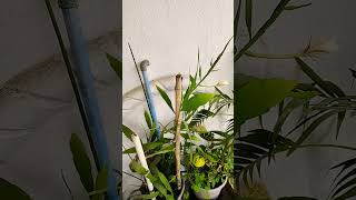 Bramha Kamal Plant 🌿 gardening shorts trending plants [upl. by Onaireves456]