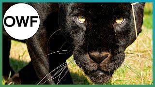 Do Black Jaguars Have spots  One Wild Fact  BBC Earth Explore [upl. by Jordon]