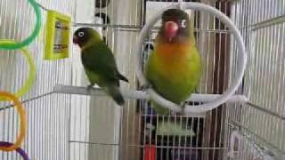 Love Birds Singing [upl. by Huba]