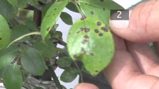 How To Prevent Black Spots on Plants [upl. by Nylaroc752]