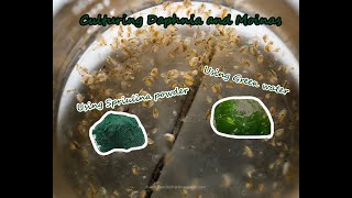 How To Culture Daphnia and Moinas using Green Water Spirulina powder [upl. by Sadoc146]