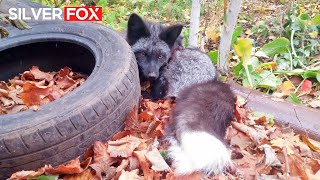 Silver Fox amp Cross fox enjoying the coming autumn 🐺🐾🦊 DenisKorza fox fall animals [upl. by Nella845]