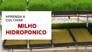 COMO CULTIVAR MILHO HIDROPONICO [upl. by Aisatsan575]