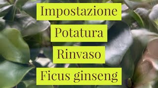 Impostazione potatura e rinvaso di un FICUS GINSENG [upl. by Esiole988]