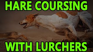 Hare Coursing With Lurchers  Working Lurchers [upl. by Geehan]