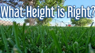 How Tall Should You Cut The Grass [upl. by Tomlin]