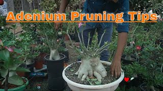 Adenium Arabicum Pruning  How To Prune A Desert Rose  Adenium Pruning tips adenium adeniumcare [upl. by Legnaesoj]