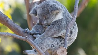 Koalapalooza Three Baby Koalas Peek Out of the Pouch [upl. by Tini114]