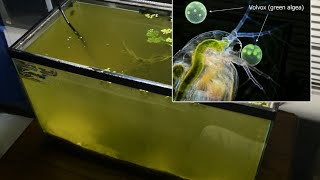 Raising Daphnia for the Freshwater Aquarium [upl. by Aicerg]