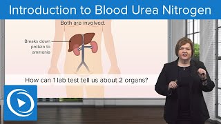 Introduction to Blood Urea Nitrogen BUN Test – MedSurg  Lecturio Nursing [upl. by Nocaed]