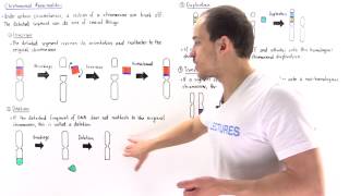 Chromosomal Deletion Inversion Duplication and Translocation [upl. by Elik]