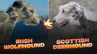 Irish Wolfhound vs Scottish Deerhound Detailed Comparison [upl. by Felike]