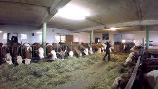 Feeding the Cows  Barn Work on a Small Dairy Farm [upl. by Ryon]