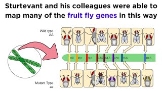 Gene Linkage and Genetic Maps [upl. by Sungam]