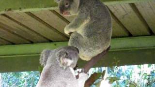 Crazy Koala Fight [upl. by Damicke541]