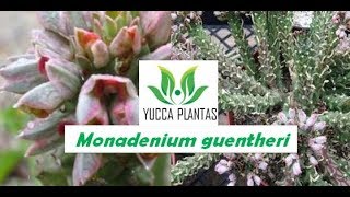 LINDO MONADENIUM GUENTHERI [upl. by Philana]