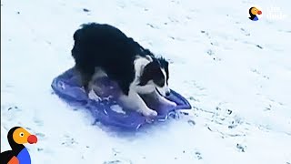 Smart Dog Takes Herself Sledding  The Dodo [upl. by Funda153]