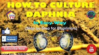 HOW TO CULTURE DAPHNIA In Easy Way [upl. by Herm282]