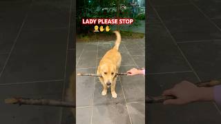 Drop it failsjunior goldenretriever happy dropit love cuteshortsviral shorts trending [upl. by Tymothy]