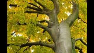 Beech  Fagus sylvatica [upl. by Kiker]