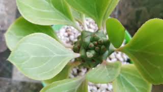 Monadenium ritchiei Euphorbia ritchiei [upl. by Euell]