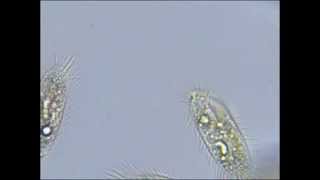 Pantoffeltierchen Paramecium unter dem Mikroskop [upl. by Eniksre]