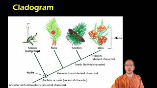 Biology Cladistics and Cladograms [upl. by Lundell929]