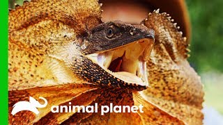 Frilled Dragon Shows Off Its Impressive Defense Mechanisms  Coyote Peterson Brave The Wild [upl. by Ryann172]