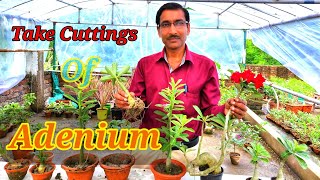 Grow Adenium from Cuttings for fast growing and quick flowering [upl. by Anitsrihc]