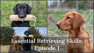 Labrador Retriever  Essential Training Skills Episode 1 [upl. by Ewnihc110]