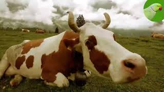 COW VIDEOS COWS GRAZING IN A FIELD COWS MOOING  Cow Video [upl. by Elayor]